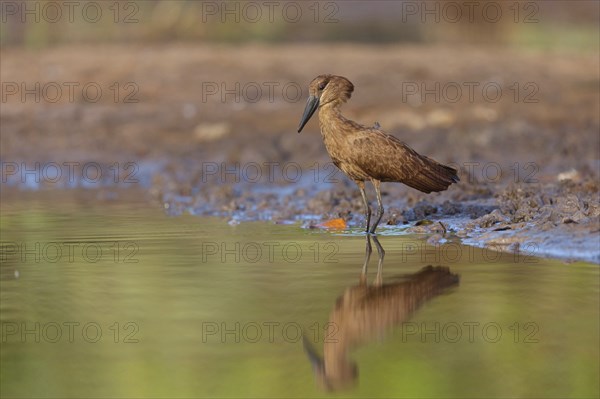Hammerhead, Hammerhead, Hamerkop, (Scopus umbretta), Ombrette africaine, Avemartillo, Shadebird,