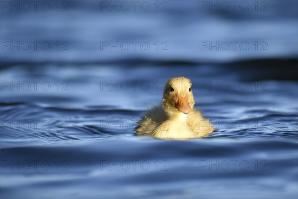Chicks of wild feral domestic ducks (Anas platyrhynchos) in a park in Buenos Aires, Argentina,