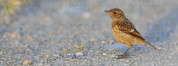 Stonechat, (Saxicola torquata), foraging, female, Eich, Rhineland-Palatinate, Germany, Europe