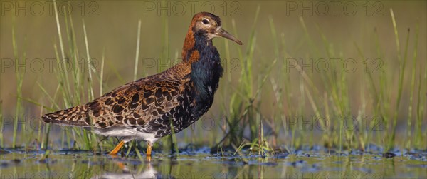 Ruff (Philomachus pugnax), male, Narew, Bialystok, Podlasie, Poland, Europe