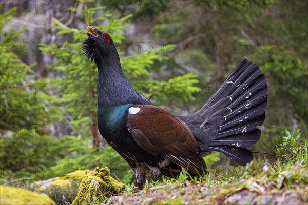 Capercaillie, Western Capercaillie, Tetrao urogallus) in the Wintrer, Capercaillie, LuÄe, Mountain