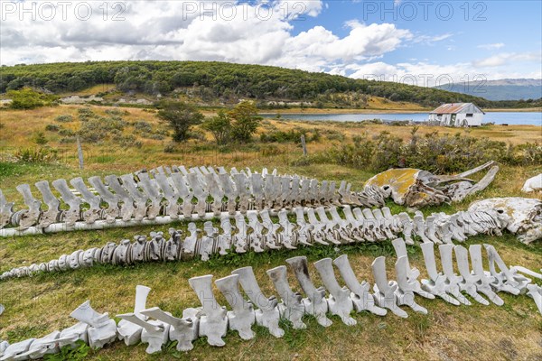 Whale skeletons and marine museum in the Estancia Harberton estate of missionary Thomas Bridges,