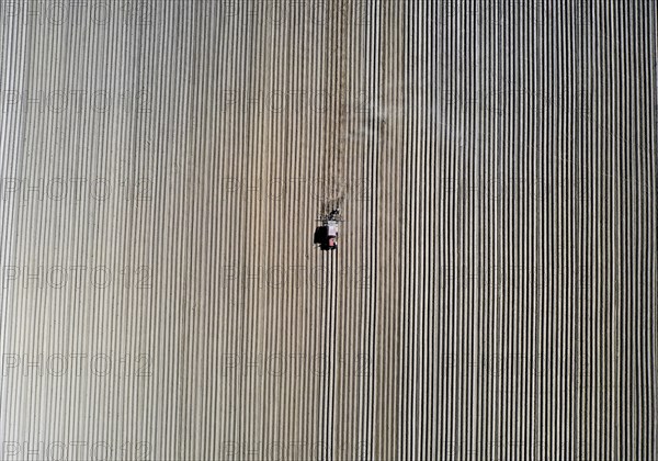 Tractor dragging a plume of dust behind it while working a potato field, Münchenberge, 20/05/2020