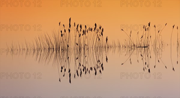 Reflection of reed stems silhouettes in water of pond at sunset in winter