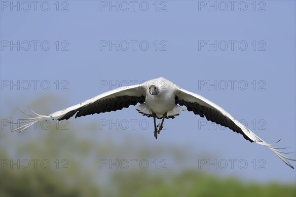 Red-crowned crane (Grus japonensis), immature, flying, captive, occurring in Asia