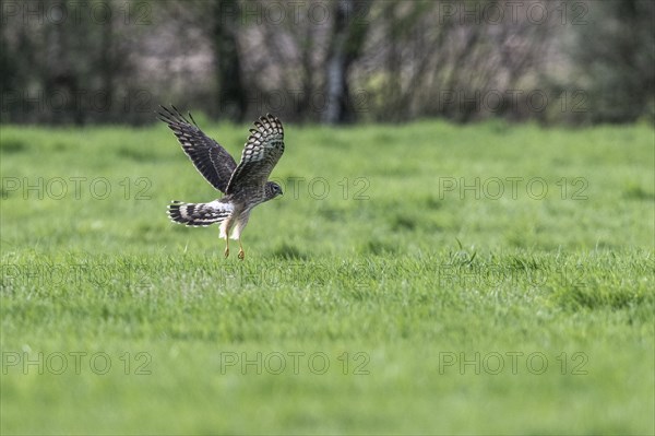 Hen harrier (Circus cyaneus), Emsland, Lower Saxony, Germany, Europe