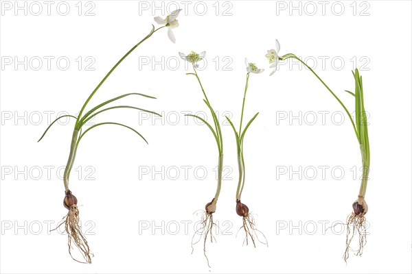 Double snowdrops (Galanthus Nivalis Flore Pleno) on a white background, Bavaria, Germany, Europe