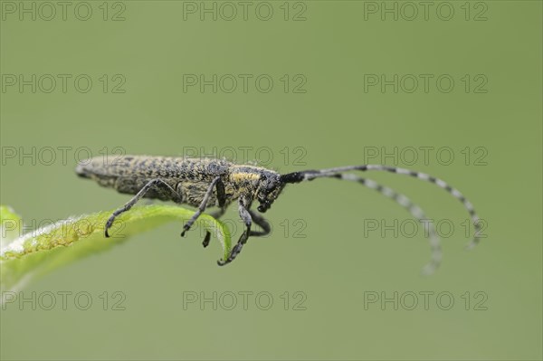 Scheckhorn thistlebuck or nettlebuck (Agapanthia villosoviridescens), North Rhine-Westphalia,