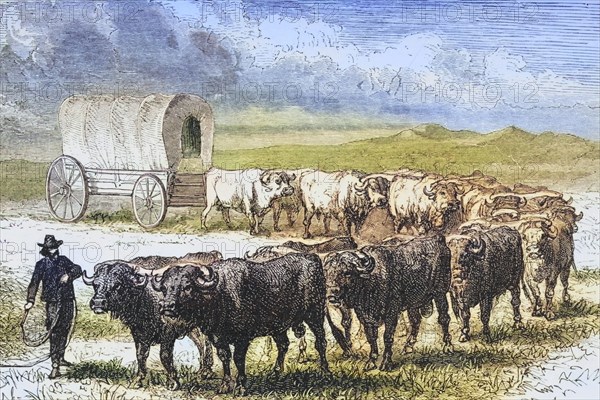 Oxen crossing the Great Plains. From American Pictures Drawn With Pen And Pencil by Rev Samuel