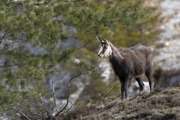 Chamois (Rupicapra rupicapra), Austria, Upper Austria, Totes Gebirge, Europe