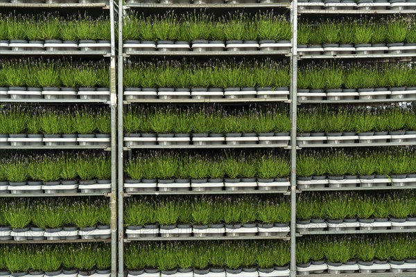 Horticultural company, lavender plants, in flower pots, outdoors, are packed for transport to the