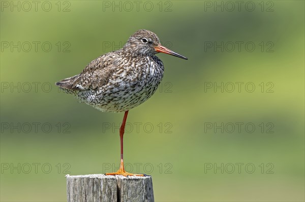 Common redshank (Tringa totanus) in breeding plumage perched on one leg on wooden fence pole along