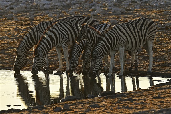 Herd of zebra, Burchell's zebra (Equus quagga burchellii) drinking at the water, waterhole, Etosha