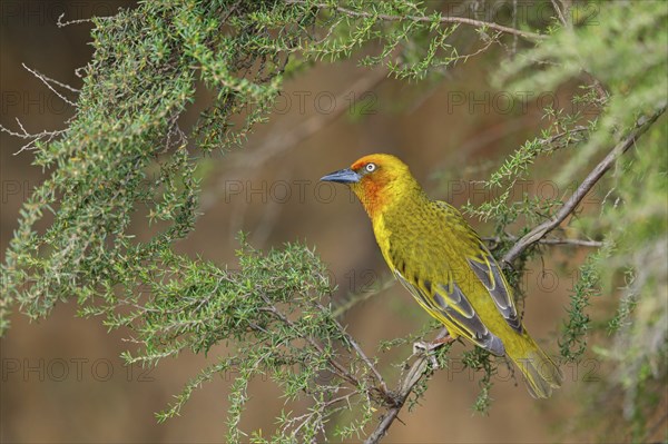 Cape weaver (Ploceus capensis), West Coast National Park, Langebaan, Western Cape, South Africa,