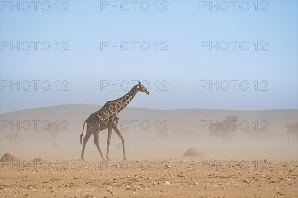 Angolan giraffe (Giraffa giraffa angolensis) in a sandstorm in dry savannah, Etosha National Park,