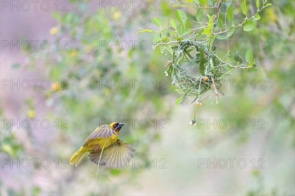 Ruppell's Weaver, Rueppell's Weaver, (Ploceus galbula), weaver bird building a nest, weaver birds,