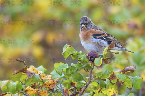 Brambling (Fringilla montifringilla), spring, foraging, Battenberg, Heligoland,