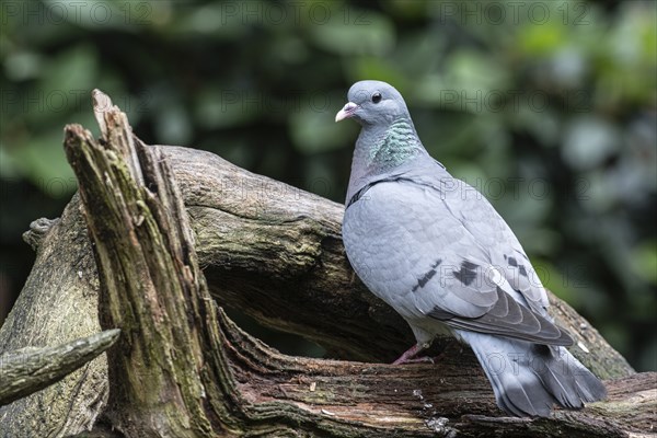 Stock Dove (Columba oenas), Emsland, Lower Saxony, Germany, Europe