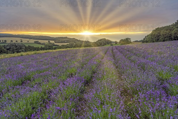 Lavender field in the Lipperland near Detmold Germany