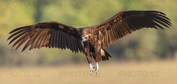 Monk Vulture, Monk Vulture, Black Vulture, (Cinereous Vulture), Aegypius monachus, Vautour moine,