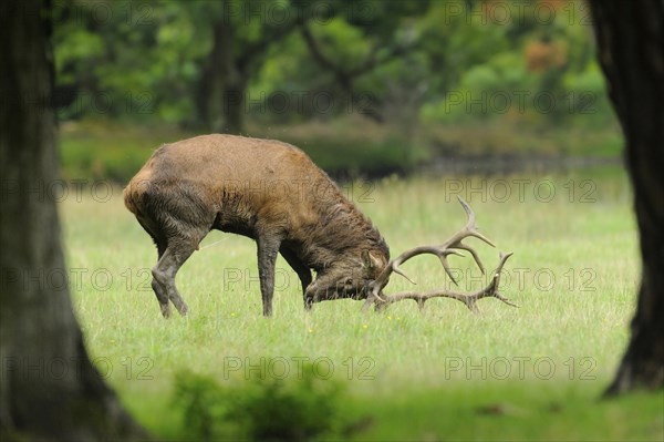 Red deer (Cervus elaphus) in rut season male on a meadow at the edge of the woods, captive