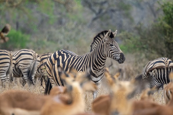 Plains zebra (Equus quagga), behind a herd of impala (Aepyceros melampus), Kruger National Park,