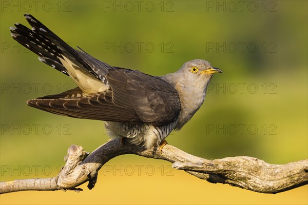 Common cuckoo (Cuculus canorus), Coucou gris, Cuco Europeo, Cuco Comun, Ast, branch, Ormoz area,