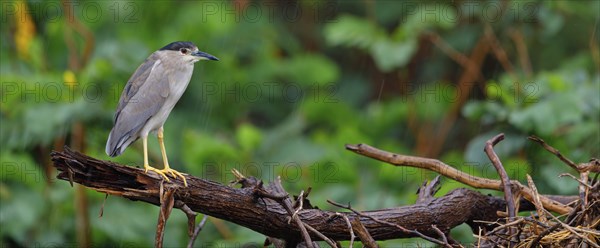 Black-crowned black crowned night heron (Nycticorax nycticorax), Bihoreau gris, HÃˆron bihoreau,
