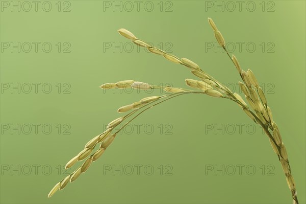 Rice (Oryza sativa), ear of rice, ear of grain