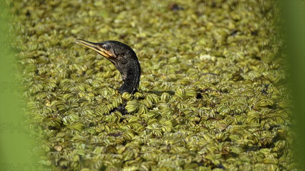 Humboldt cormorant (Nannopterum brasilianum) swimming on a lake full of floating ferns (salvinia),