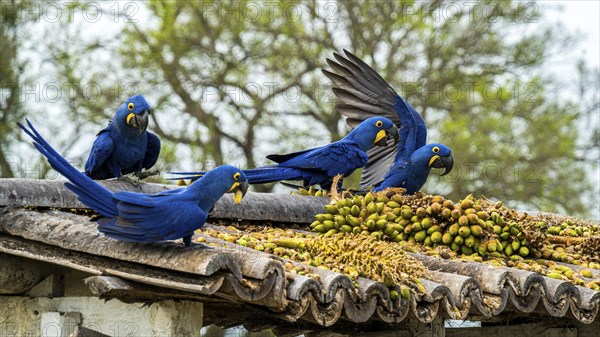 Hyacinth macaws (Anodorhynchus hyacinthinus) at Pousada Sao Joao, Estrada Parque Pantanal MS,