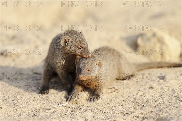 Banded mongoose (Mungos mungo), young animals, captive, occurrence in Africa