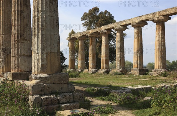 Metaponto, Metaponte, Doric hera temple, Tavole Palatine, Basilicata, Italy, Europe