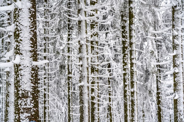 Snow-covered spruce trees, winter in Sauerland, Hochsauerlandkreis, at Kahler Asten, near