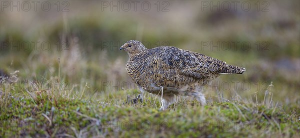 Rock ptarmigan, Svalbard Rock ptarmigan, Ptarmigan, (Lagopus mutus), Lagopus muta hyperbore),