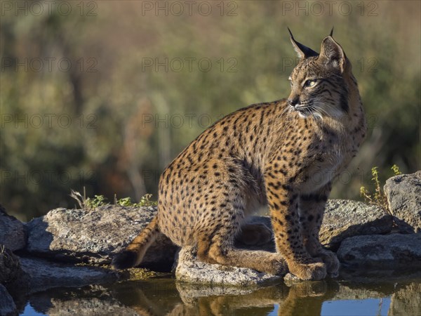 Iberian lynx (Lynx pardinus), drinking water at the waterhole, Hides De Calera / Lynx Hide, Calera