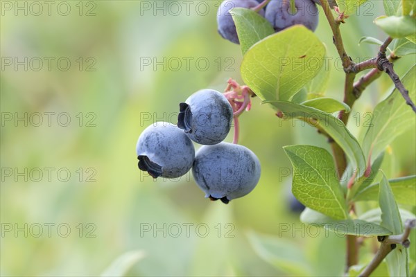 Blueberry (Vaccinium corymbosum 'Draper'), Bundessorteamt, Marquardt testing centre, Marquardt,
