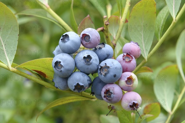 Blueberry (Vaccinium corymbosum 'Bluecrop')