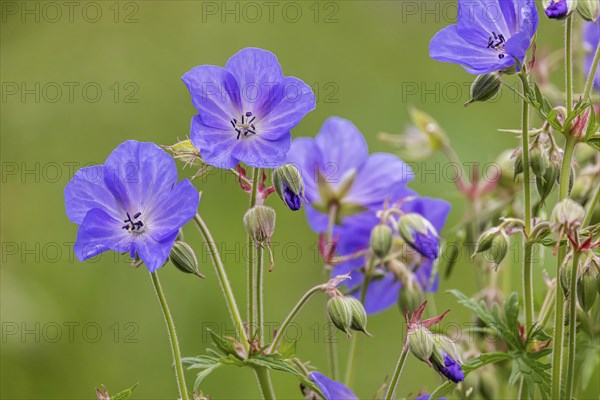 Meadow cranesbill (Geranium pratense) . Eninger Weide on the Swabian Alb, Eningen unter Achalm,