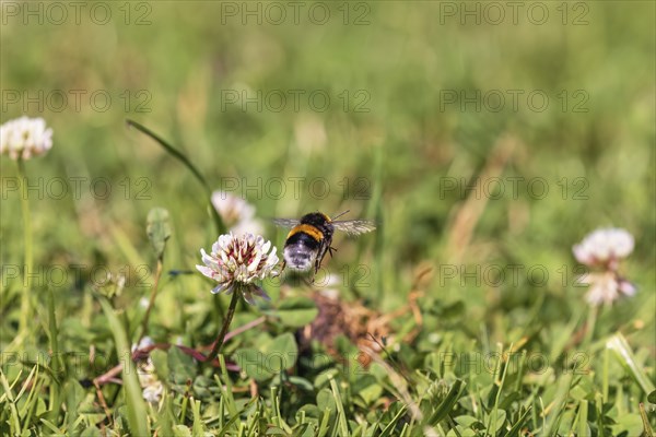 Buff-tailed bumblebee (Bombus terrestris) flying on a meadow with flowering white clover (Trifolium