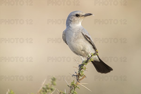 Blackstart, (Cercomela melanura), Grey Chat, Ayn Hamran, Salalah, Dhofar, Oman, Asia