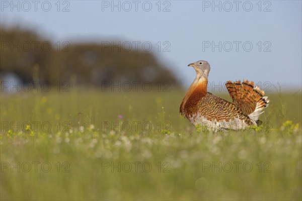 Great bustard (Otis tarda), Outarde barbue, Avutarda Comun, Spain, Toledo, Hides De Calera / Great