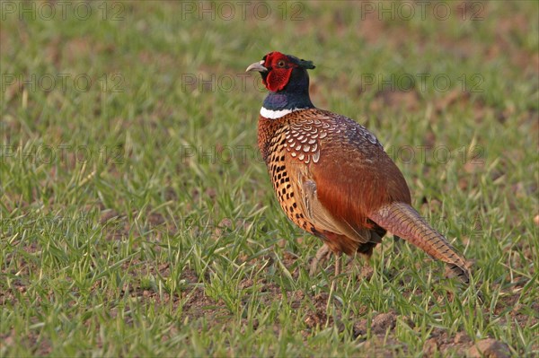 Pheasant (Phasianus colchicus), Faisan de Colchide, Faisan de chasse, Faisan Vulgar, Bad Dürkheim