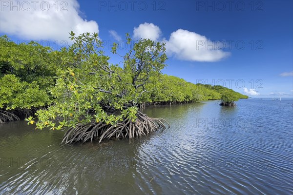 Stilt mangrove (Rhizophora stylosa) stands in lagoon of island in Western Pacific, Pacific Ocean,