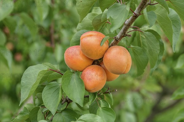 Apricot (Prunus armeniaca 'Harlayne'), Bundessorteamt, Marquardt testing centre, Marquardt,