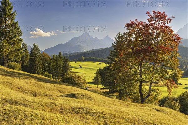 Hummock meadows between Mittenwald and Krün, Werdenfelser Land, with the Wetterstein Mountains