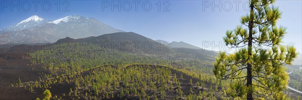 Canary Island pines (Pinus canariensis), Mirador de Chio, Teide National Park, Tenerife, Canary
