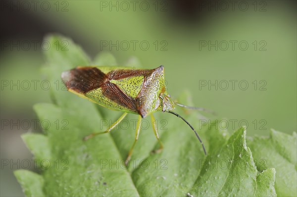Hawthorn shield bug (Acanthosoma haemorrhoidale), North Rhine-Westphalia, Germany, Europe
