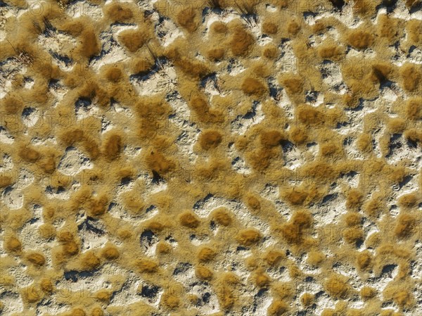Detail of marshland near Sanlucar de Barrameda. Aerial view. Drone shot. Cadiz province, Andalusia,