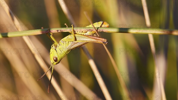 Green locust (locusta), climbing on a plant stem, macro view, Strofilia biotope, wetlands,